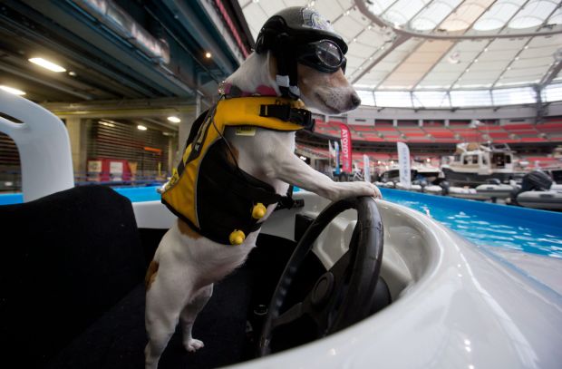 Animal shots of the week